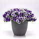 Петунія E3 Easy Wave F1 Midnight Marble New2027 E3EasyWaveMidnightMarble-5 фото 1