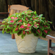Колеус Kong Salmon Pink kolkonsalpin-5 фото 2