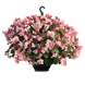 Бегонія Wookie F1 Pink Splash New2027 pro-WookiePinkSplash-500 фото 1