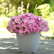 Бальзамін Beacon Light Pink pro-BeaconLightPink-1000 фото 1