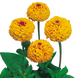Цинния Oklahoma Golden Yellow OklahomaGoldenYellow фото 2