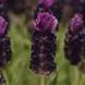 Лаванда Bandera Deep Purple BanderaDeepPurple-10 фото 1