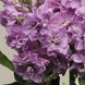 Маттіола Katz Light Lavender pro-matkatliglav-1000 фото 1