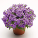 Обрієта Audrey F1 Light Blue pro-obraudf1ligblu-1000 фото 1
