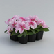 Петунія Prism F1 Raspberry Sundae PrismRaspberrySundae фото 1