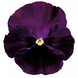 Вiола Colossus F1 Purple with Blotch ColossusPurplewB фото 2