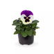 Виола Delta Pro F1 Violet&White pro-DeltaVioletwWh-1000 фото 1