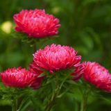 Айстра Bonita Scarlet pro-astbonsca-2500 фото