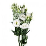 Еустома Aube 3 Pure White pro-eusaub3purwhi-1000 фото