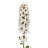 Дельфініум Delphina White Black Bee pro-deldelwhiblabee-1000 фото