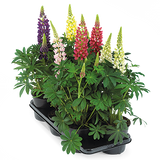 Люпін Lupini Mix pro-lyulupmix-500 фото