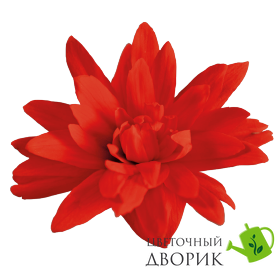 Бегонія Funky F1 Red FunkyRed фото