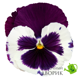 Вiола Inspire DeluXXe F1 White Violet Wing pro-InspireDeluXXeWhiteViW-500 фото