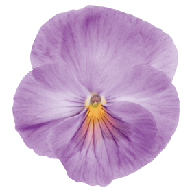 Віола кустовая Inspire F1 Lavender Pink pro-viokusinsf1lavpin-500 фото