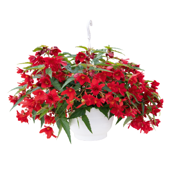 Бегония Funky F1 Red FunkyRed фото