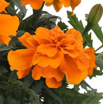 Тагетес Durango Orange pro-tagdurora-1000 фото