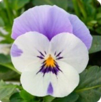 Віола Рогата Bel Viso F 1 Lilac Wing pro-belvisoLilacWing-1000seed фото