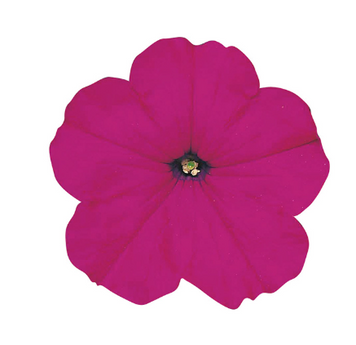 Петуния Merlin F1 Magenta MerlinMagenta фото