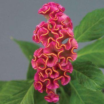 Целозия гребенчатая Neo Rose celgreneoros-5 фото