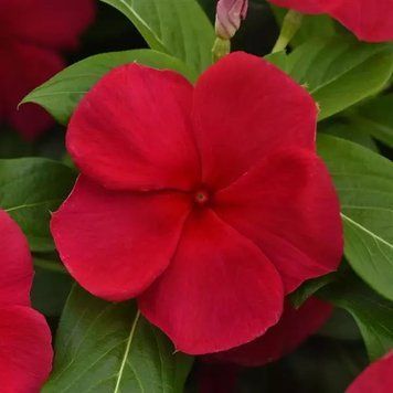 Вінка Titan-ium Dark Red Titan-iumDarkRed-5 фото