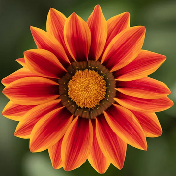 Газанiя Big Kiss F1 Orange Flame BigKissOrangeFlame фото
