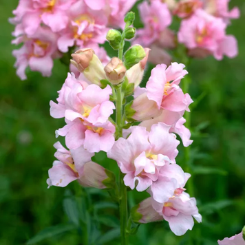 Ротики садові Madam Butterfly Pink MadamButterflyPink фото