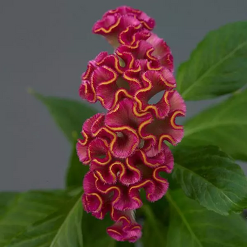 Целозія гребінчаста Neo Rose pro-celgreneoros-100 фото
