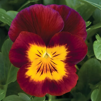 Вiола рогата Penny F1 Red with Yellow Face pro-PennyRwYF-1000 фото