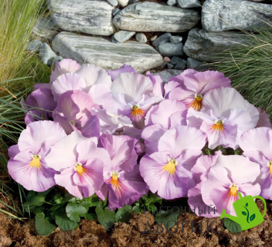Виола кустовая Inspire F1 Lavender Pink pro-viokusinsf1lavpin-500 фото