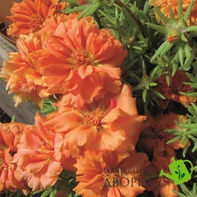 Портулак великоквітковий Sundial Orange pro-SundialOrange-1000 фото