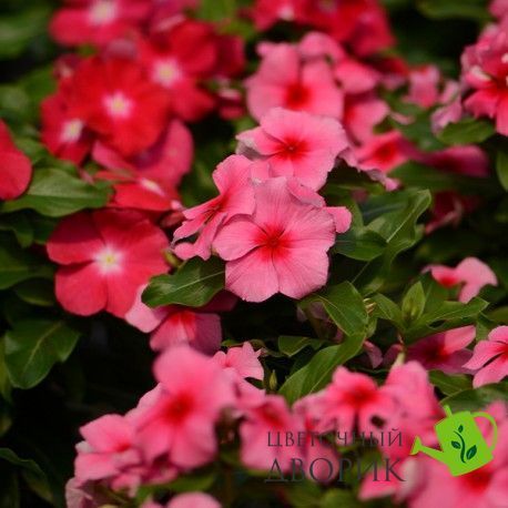 Вінка SunJewels Strawberry pro-vinsunstr-1000 фото