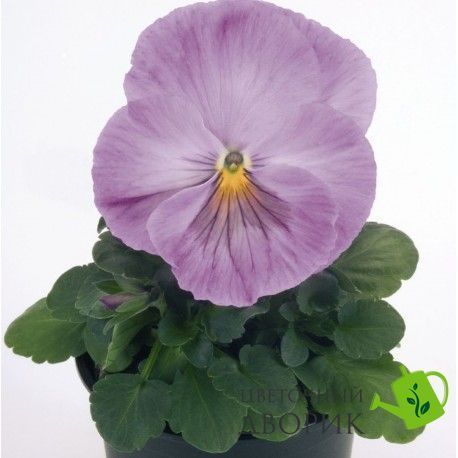 Виола кустовая Inspire F1 Lavender Pink pro-viokusinsf1lavpin-500 фото