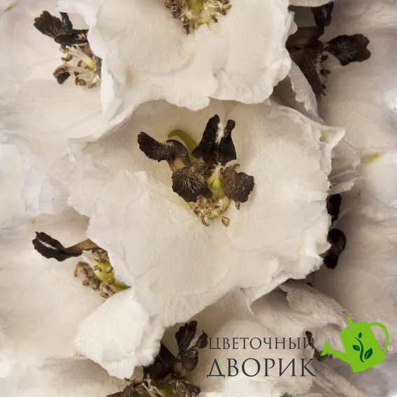 Дельфиниум Delphina White Black Bee pro-deldelwhiblabee-1000 фото