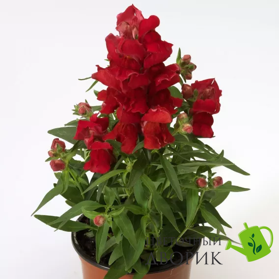 Львиный зев Crackle&Pop Scarlet pro-lvizevcrascanew202-1000 фото