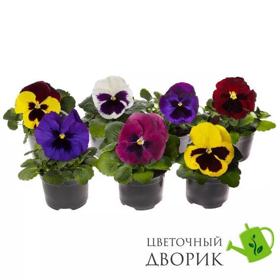Вiола Delta Pro F1 Blotch Mix pro-DeltaBlotchMix-1000 фото