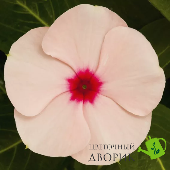 Вінка Cora Cascade XDR Apricot pro-vincorcasapr-500 фото