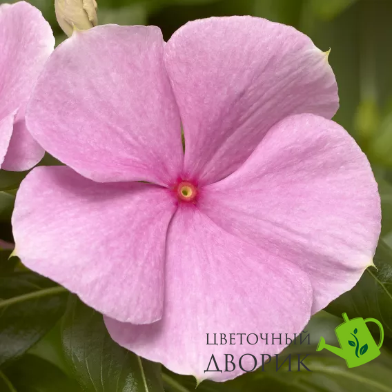 Винка Cora XDR Light Pink pro-vincorxdrligpin-1000 фото