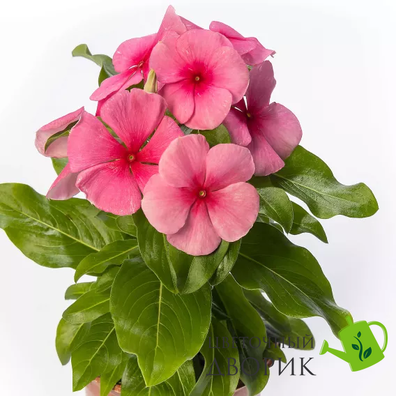 Вінка SunJewels Strawberry pro-vinsunstr-1000 фото