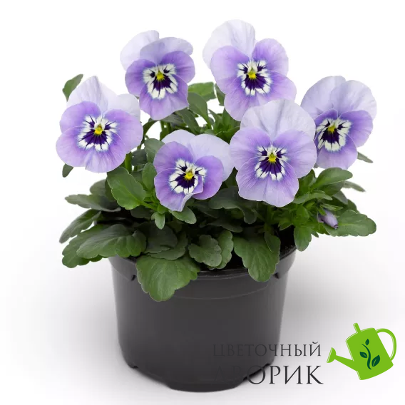 Виола рогатая Penny F1 Marina pro-viorogpenf1mar-1000 фото