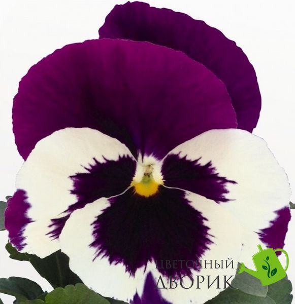Вiола Inspire DeluXXe F1 White Violet Wing pro-InspireDeluXXeWhiteViW-500 фото