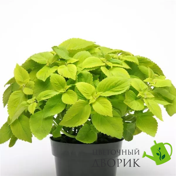 Колеус Premium Sun Lime Delight pro-kolpresLimeDelight-100 фото