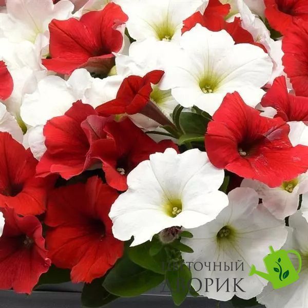 Петунія E3 Easy Wave F1 Peppermint Mix pro-E3EasyWavePeppermintMix-100 фото