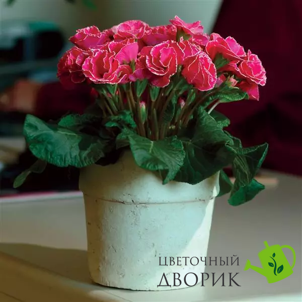Примула Primlet Rose Edge PrimletRoseEdge-5 фото