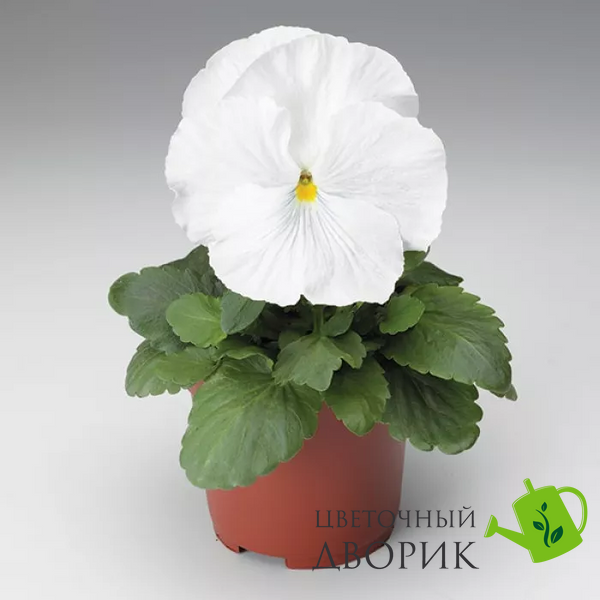 Вiола Colossus F1 White ColossusWhite-10 фото