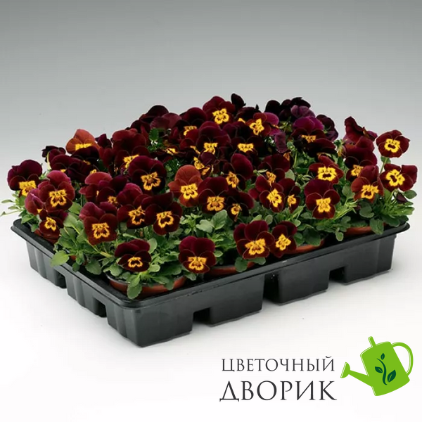 Вiола рогата Penny F1 Red with Yellow Face pro-PennyRwYF-1000 фото