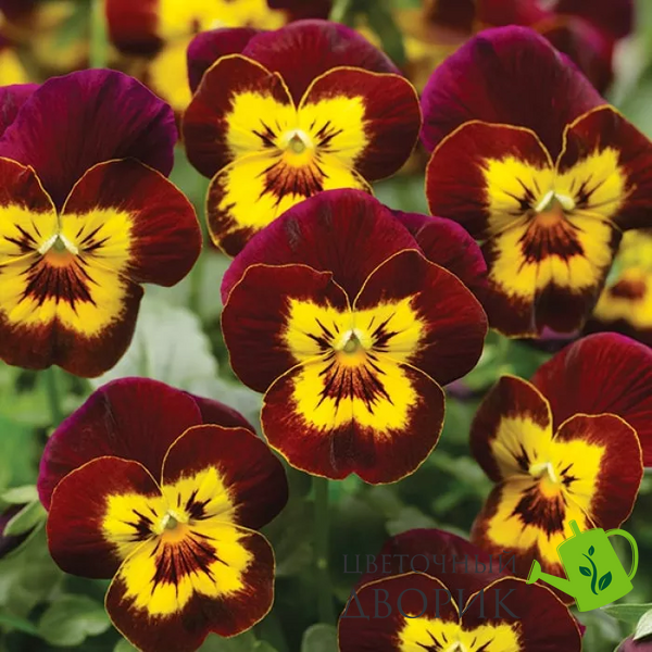 Вiола рогата Penny F1 Red with Yellow Face pro-PennyRwYF-1000 фото