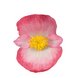 Бегонія Sprint Plus F1 Blush SprintPlusBlush фото 2
