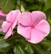 Винка Cora XDR Light Pink pro-vincorxdrligpin-1000 фото 1