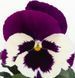 Вiола Inspire DeluXXe F1 White Violet Wing pro-InspireDeluXXeWhiteViW-500 фото 2