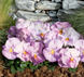 Виола кустовая Inspire F1 Lavender Pink pro-viokusinsf1lavpin-500 фото 2